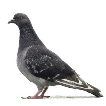 allontanamento piccioni